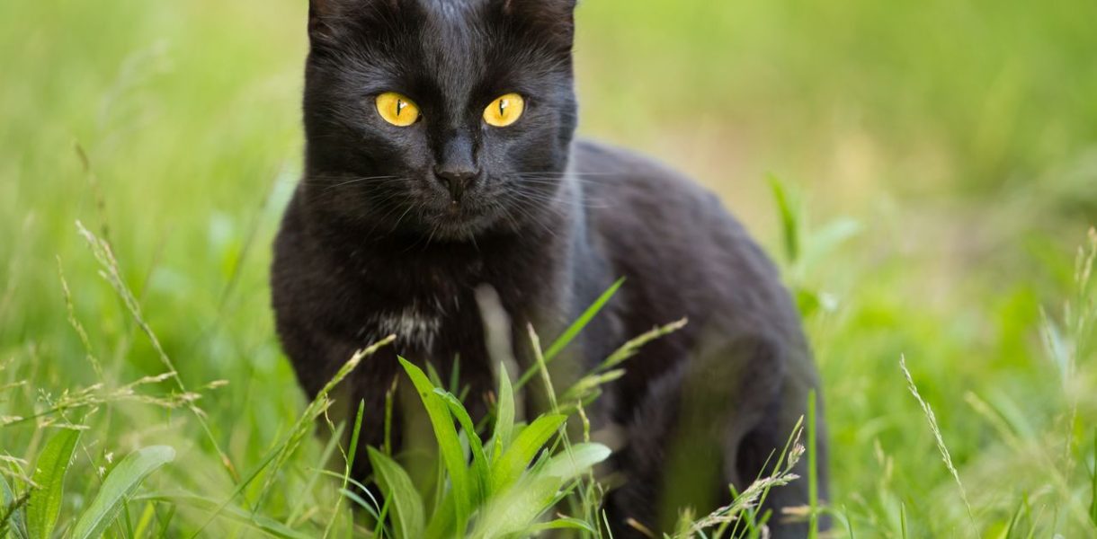 Faits chats noirs