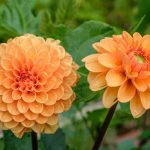 5 fleurs à planter en juillet pour un jardin fleuri et magnifique