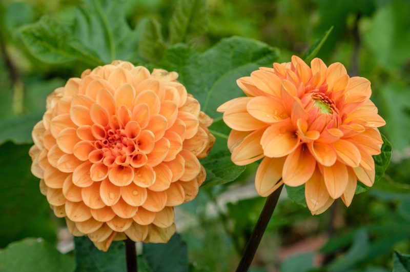 5 fleurs à planter en juillet pour un jardin fleuri et magnifique