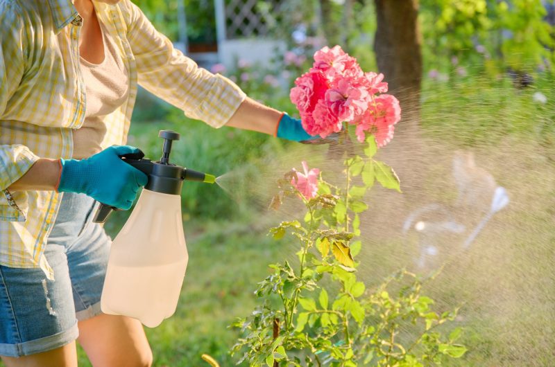 Le guide ultime pour vaincre la rouille des rosiers