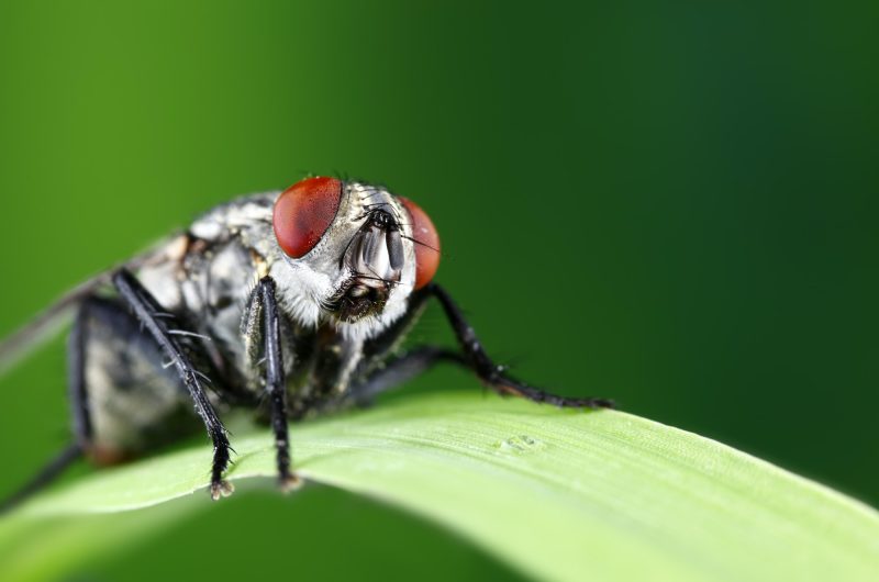 Invasion de mouches à la maison, voici ce qu'il faut faire pour s'en débarrasser efficacement !