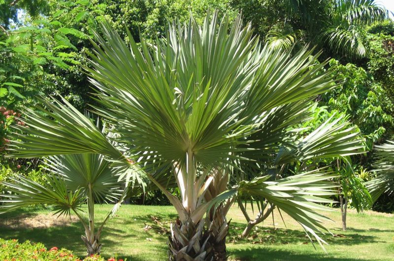 Palmier extérieur