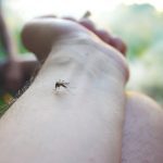 Piqures de moustiques : évitez ces parfums de gel douche pour passer un bel été sans vous faire piquer