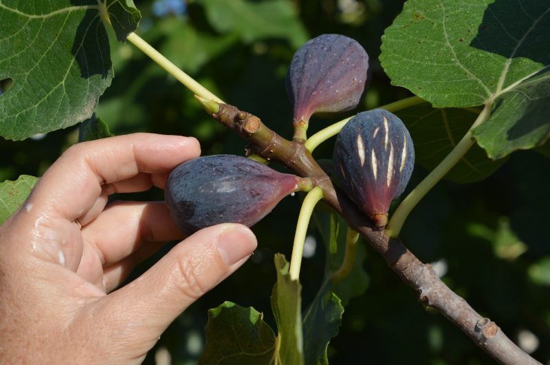 Découvrez ces 15 plantes incroyables qui survivent presque sans eau !