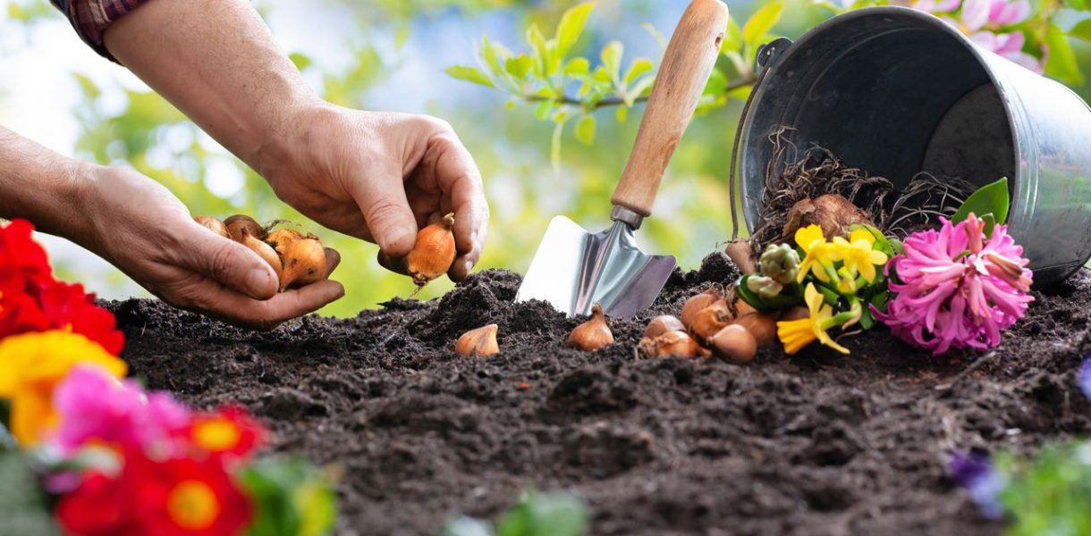 Protéger bulbes fleurs jardin rongeurs