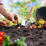 Protéger bulbes fleurs jardin rongeurs