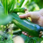 Recolte courgettes