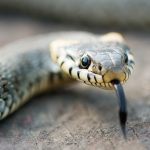 5 secrets fascinants sur les serpents que vous ignoriez