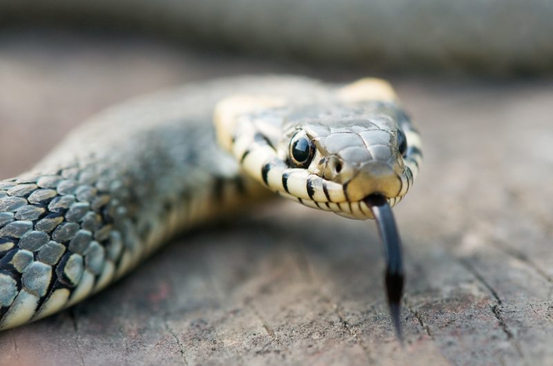 5 secrets fascinants sur les serpents que vous ignoriez