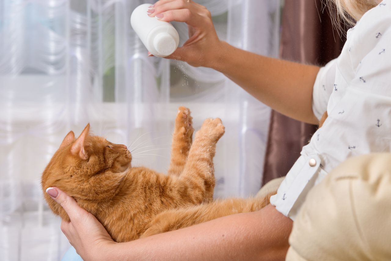 Через сколько можно мыть котов. Мытье кошки. Мытье кошек и собак. Шампунь для кота. Сухой шампунь для кошек мытье.