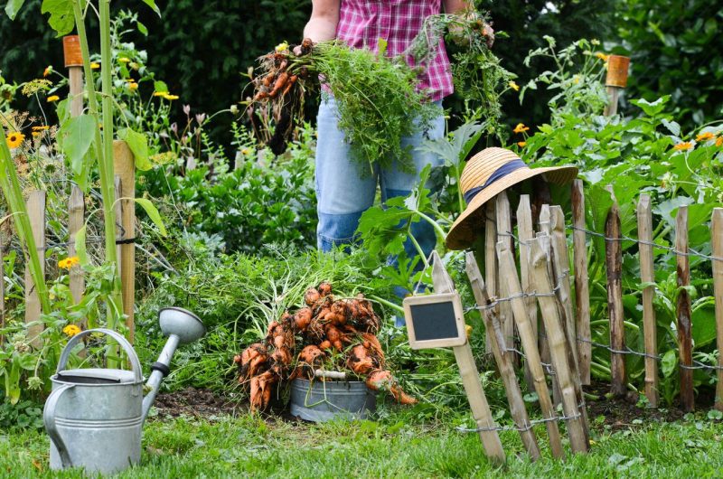 Astuces incontournables créer jardin écologique durable