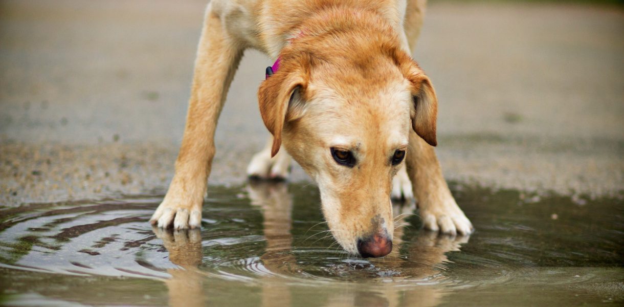 Attention : ce virus dans l'eau peut tuer votre chien en moins de 20 min lors de vos promenades ! (Carte des localisations du virus)