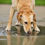 Attention : ce virus dans l'eau peut tuer votre chien en moins de 20 min lors de vos promenades ! (Carte des localisations du virus)