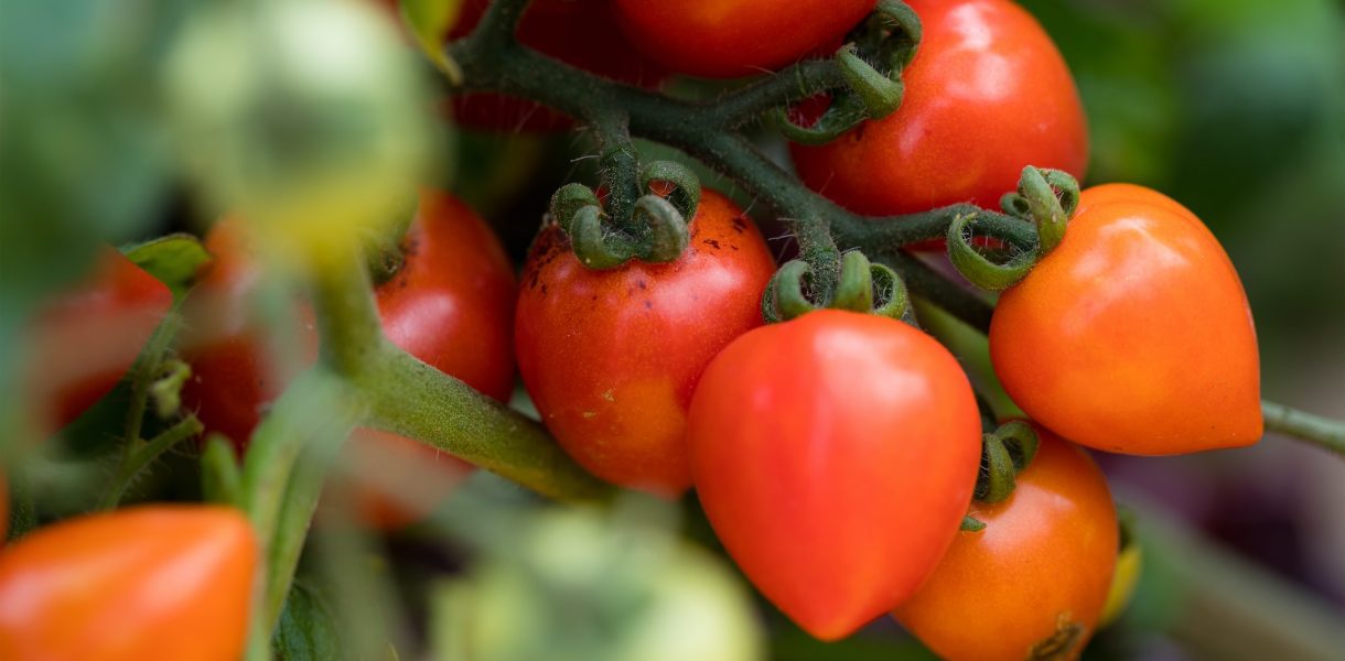 Le bicarbonate de soude : l'allié méconnu de vos plants de tomates