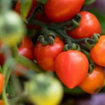 Le bicarbonate de soude : l'allié méconnu de vos plants de tomates