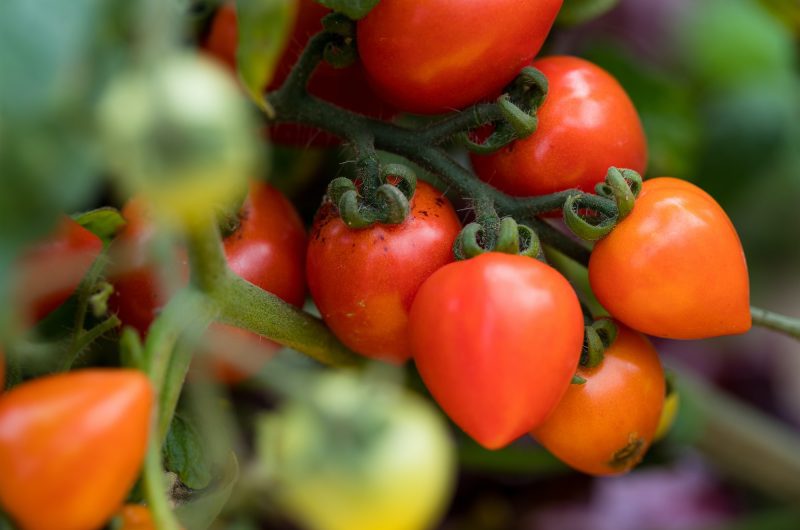 Le bicarbonate de soude : l'allié méconnu de vos plants de tomates