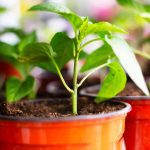 Ces 10 légumes sont ultra simples à faire pousser en pot (parfait sur une terrasse ou balcon) !