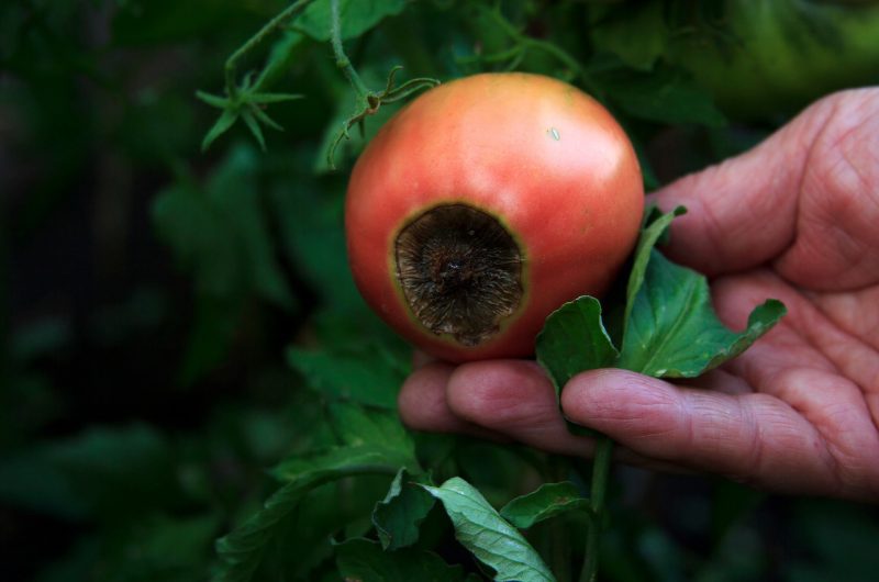 cul de vos tomates devient noir