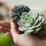 Décorez votre espace avec des succulentes : simple, esthétique et rafraîchissant