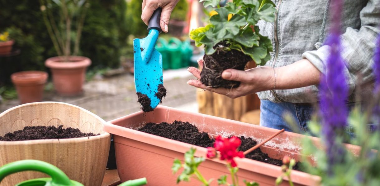 Géranium anti moustique jardin