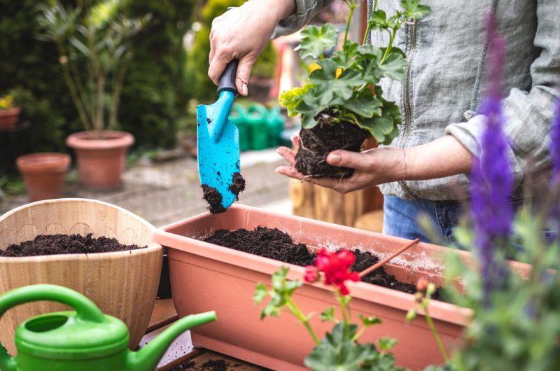 Géranium anti moustique jardin