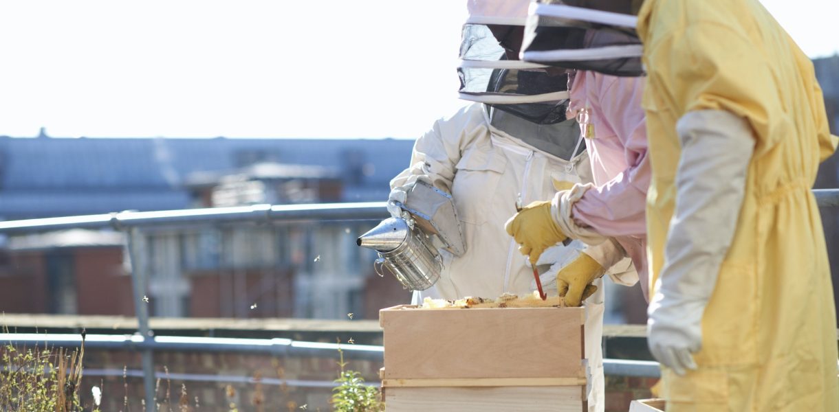 Les essentiels de l'apiculture urbaine : un guide complet pour les passionnés d'abeilles en ville
