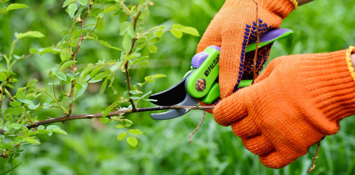 Le guide du jardinier débutant : 10 plantes simples à bouturer pour un jardin rayonnant