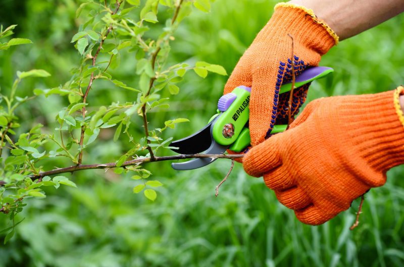 Le guide du jardinier débutant : 10 plantes simples à bouturer pour un jardin rayonnant