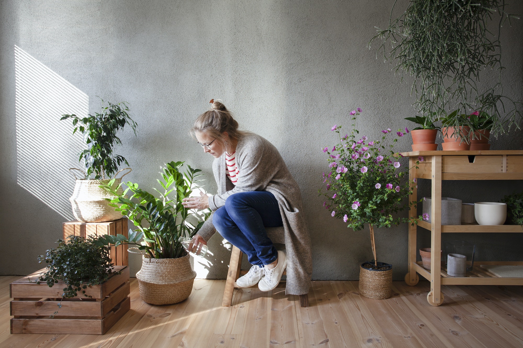 Cinq plantes d'intérieur que les millennials s'arrachent