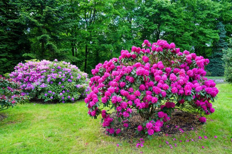 Sauvez biodiversité planter espèces indigènes jardin