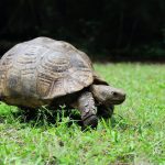 Les secrets de la tortue terrestre : biologie, comportement et préservation