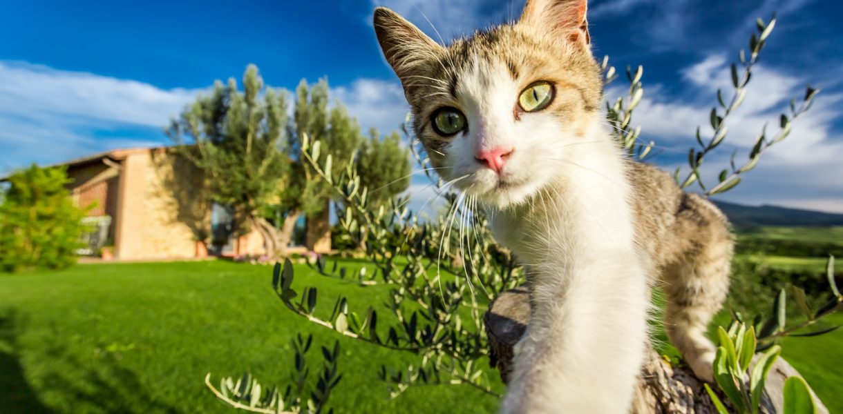Voici 10 faits fascinants sur les chats que vous ne saviez probablement pas