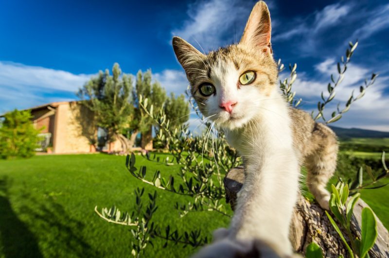 Voici 10 faits fascinants sur les chats que vous ne saviez probablement pas