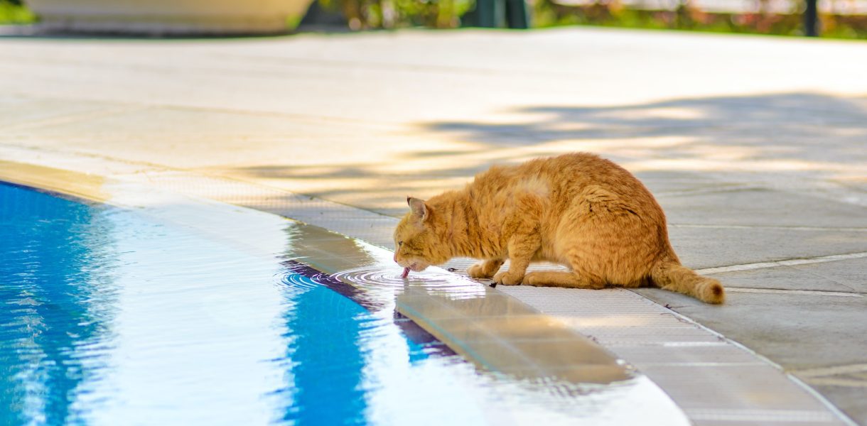 Voici les meilleures astuces pour rafraîchir votre chat en cette période de chaleur