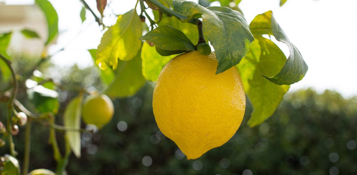 Voici comment faire pousser un citronnier à partir d'un simple pépin facilement