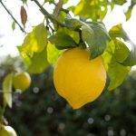 Voici comment faire pousser un citronnier à partir d'un simple pépin facilement