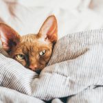 Pourquoi votre chat vous réveille-t-il à l'aube ?