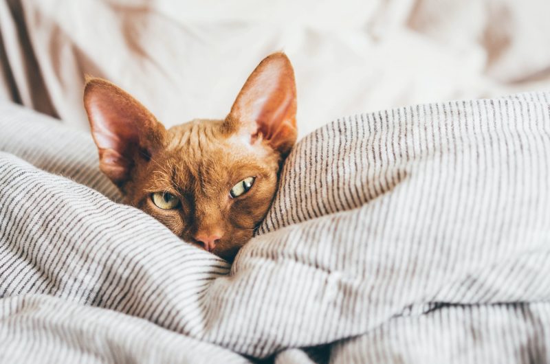 Pourquoi votre chat vous réveille-t-il à l'aube ?