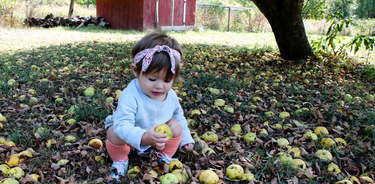 Que faire avec les pommes qui tombent dans le jardin ? Un trésor culinaire à exploiter