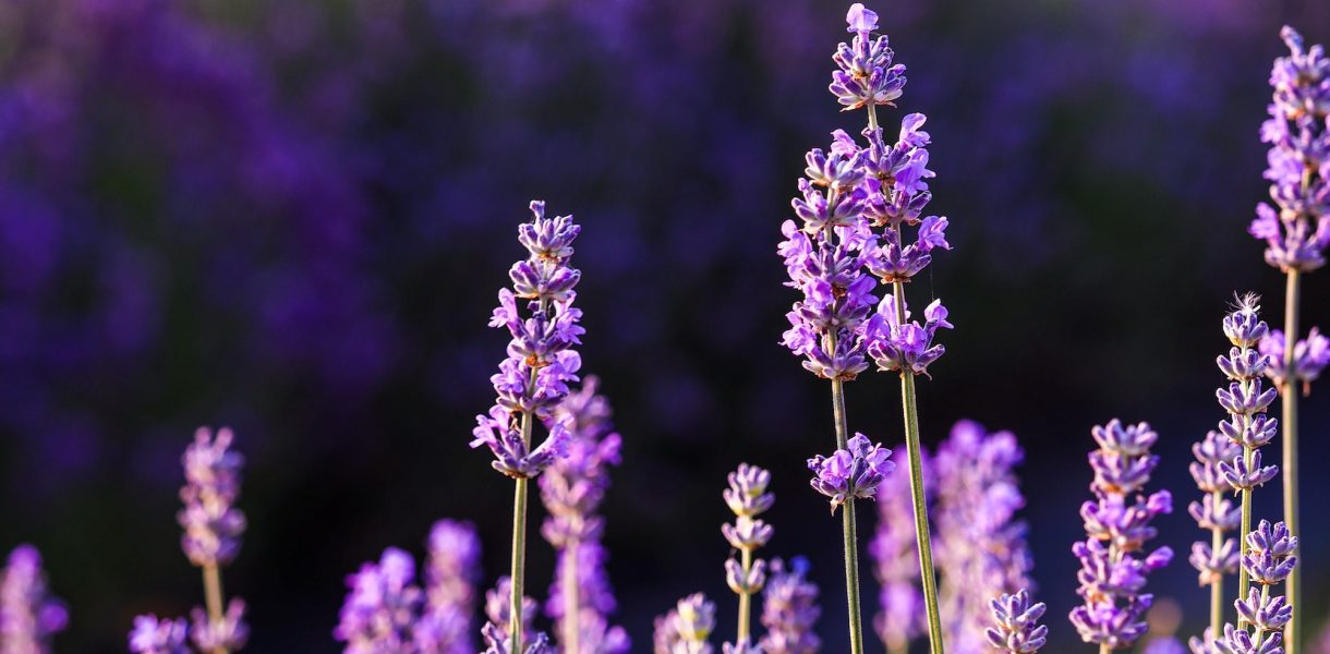 Sublimez votre extérieur avec ces 8 espèces de fleurs qui ne craignent pas la sécheresse !