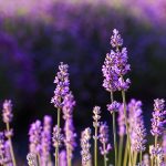 Sublimez votre extérieur avec ces 8 espèces de fleurs qui ne craignent pas la sécheresse !