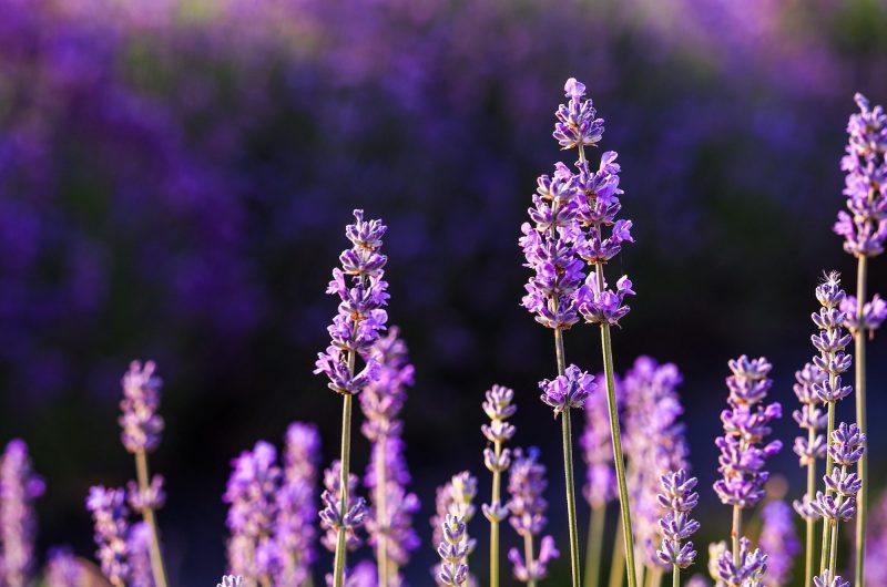 Sublimez votre extérieur avec ces 8 espèces de fleurs qui ne craignent pas la sécheresse !