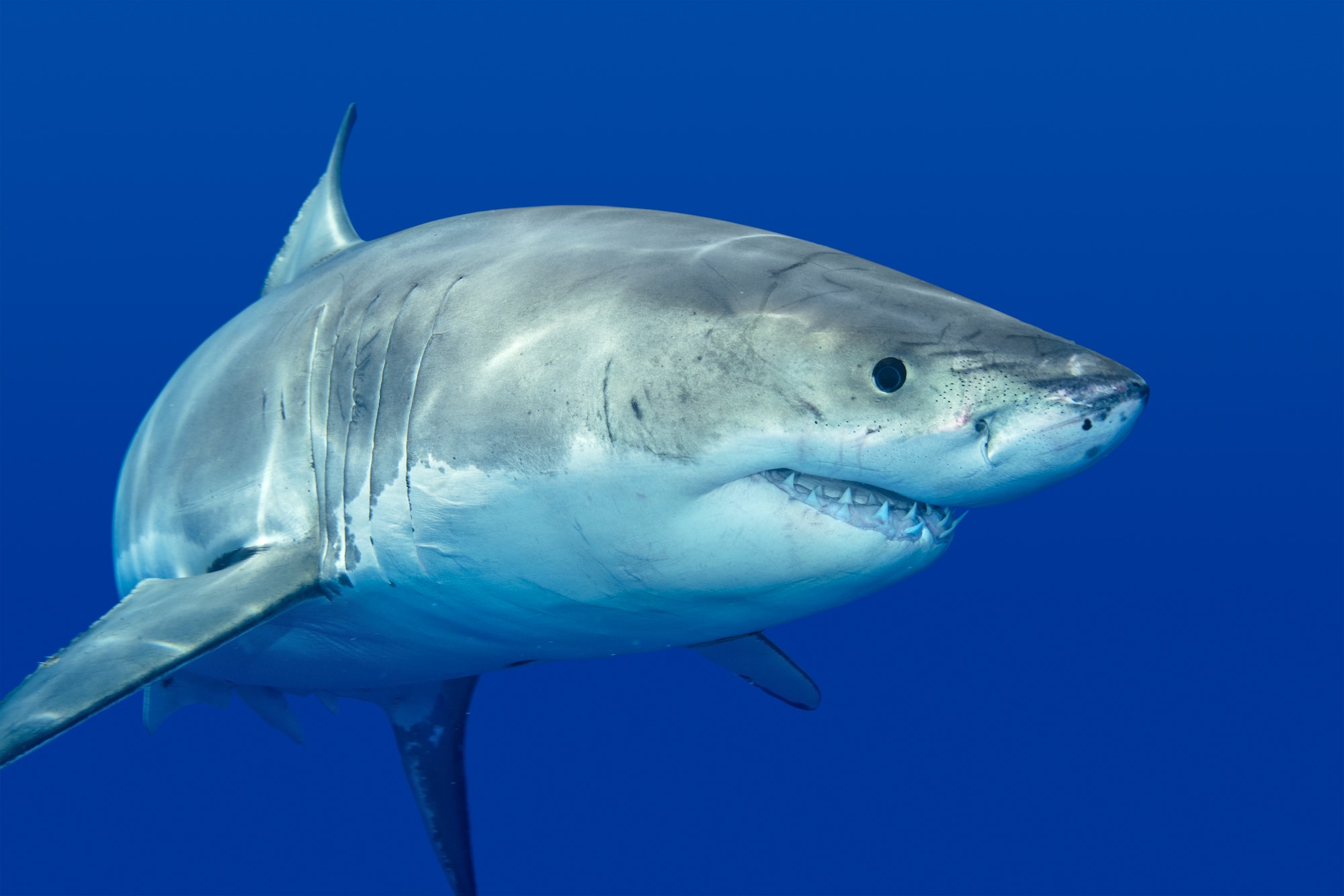 Comment survivre à une attaque de requin ?