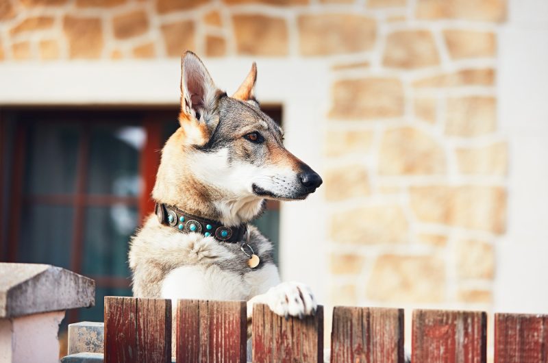 Voici les races de chiens parfaitement adaptées à la garde d'une maison !