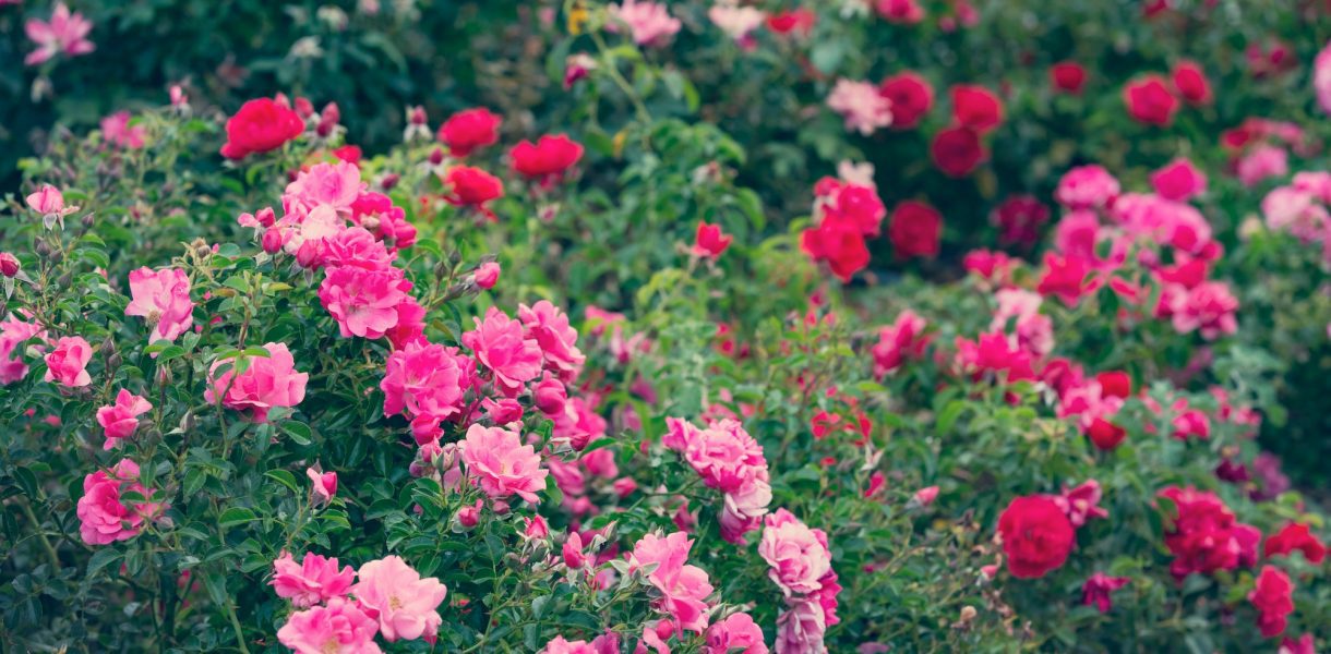 Voici les 10 rosiers les plus parfumés et odorants !