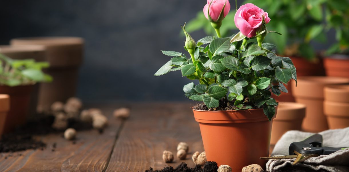 12 conseils pour cultiver un rosier en pot comme un vrai fleuriste !