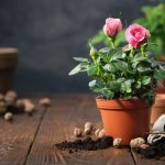 12 conseils pour cultiver un rosier en pot comme un vrai fleuriste !