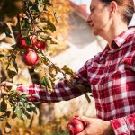 Voici 5 conseils essentiels pour tailler efficacement vos arbres fruitiers au début de l'automne pour une récolte 2024 fructueuse !