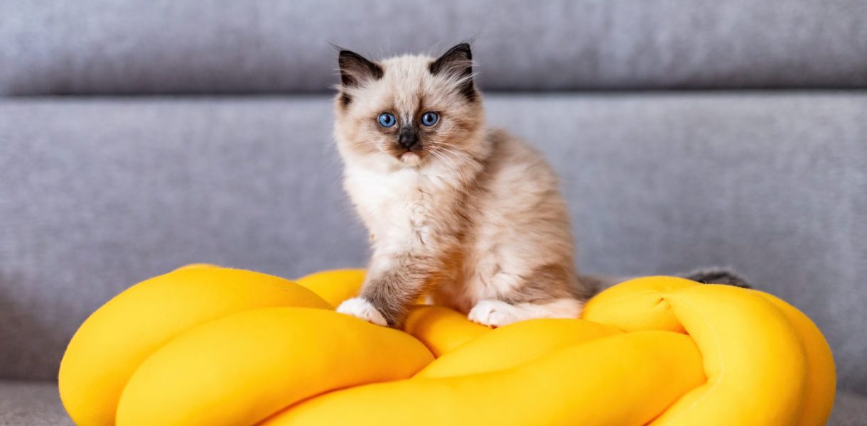 8 faits étonnants sur les chats qui vous surprendront !