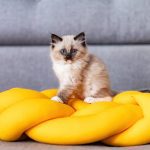 8 faits étonnants sur les chats qui vous surprendront !
